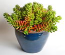 Sedum